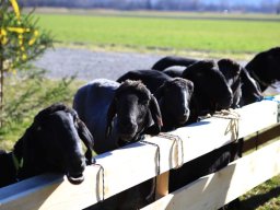 2019_ausstellung polling_111